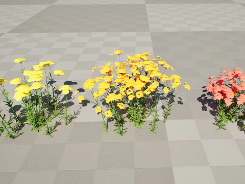Achillea Flowering Plants 3D Model