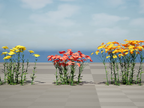 Achillea Flowering Plants Modello 3D