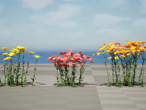 Achillea Flowering Plants 3D Model