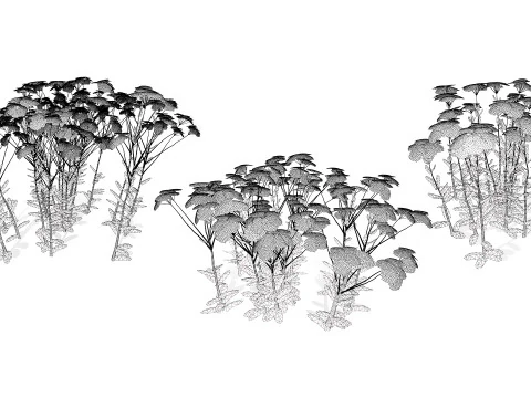 Achillea Flowering Plants 3D Model