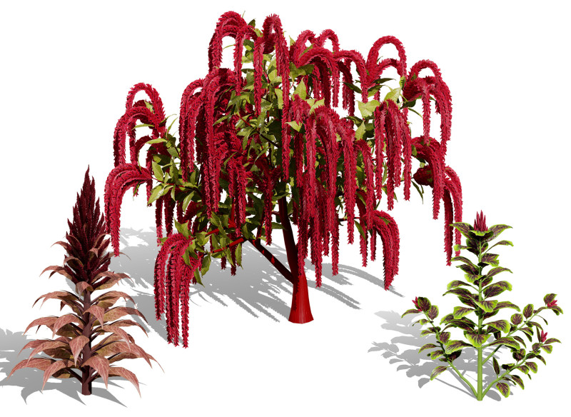 Amaranthus-Sammlung 3D Modell .c4d .max .obj .3ds .fbx .stl .blend 