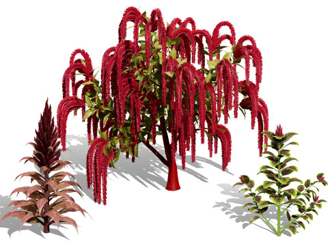 Amaranthus Collection 3D 模型
