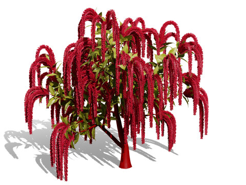 Amaranthus-Sammlung 3D Modell