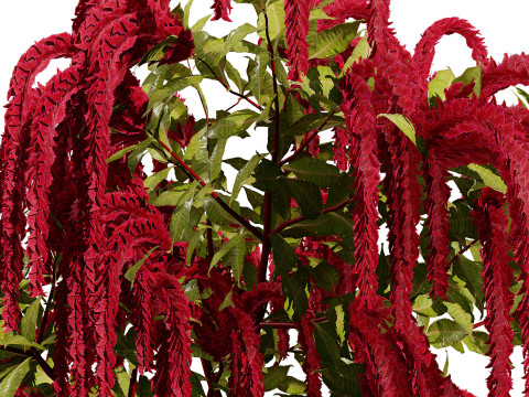 Amaranthus-Sammlung 3D Modell