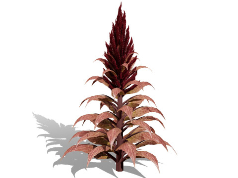 Amaranthus-Sammlung 3D Modell