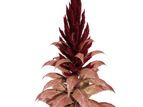 Amaranthus-Sammlung 3D Modell