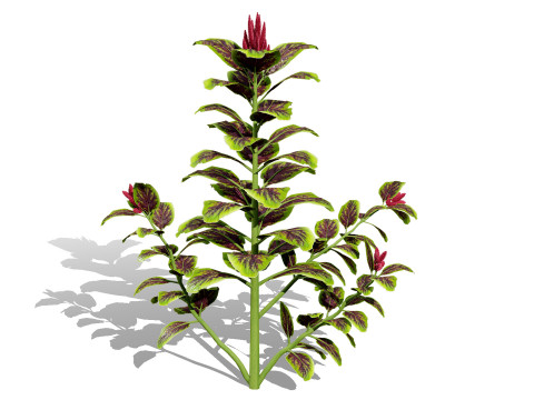 Amaranthus-Sammlung 3D Modell