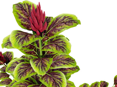 Amaranthus-Sammlung 3D Modell