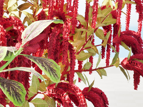 Amaranthus-Sammlung 3D Modell