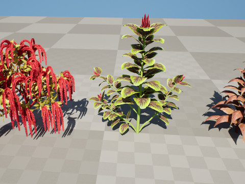 Amaranthus-Sammlung 3D Modell
