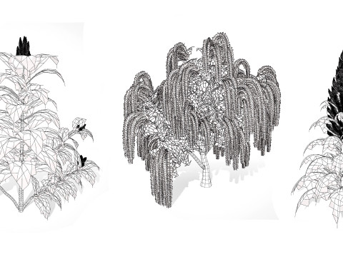 Amaranthus-Sammlung 3D Modell