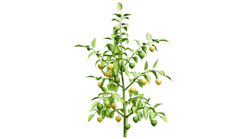 Physalis Vegetable Plant s 3D Model .c4d .max .obj .3ds .fbx .stl .blend 