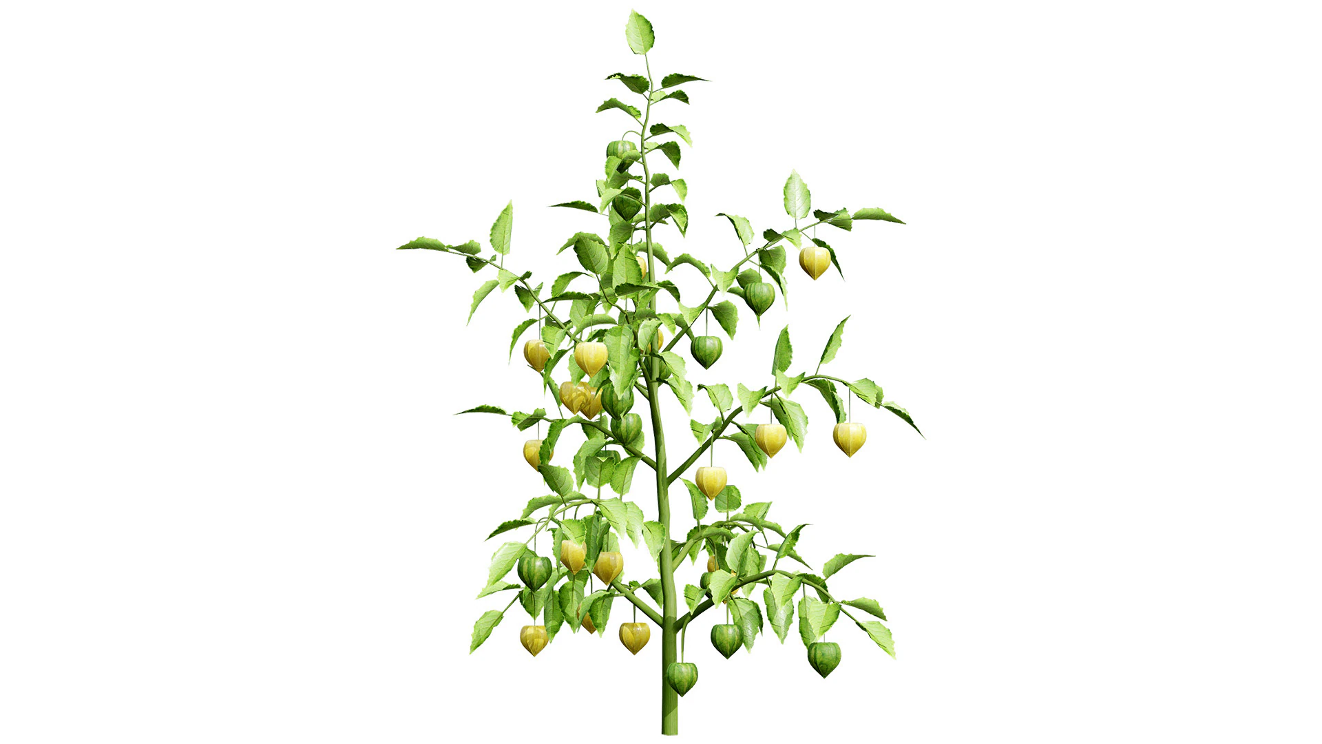 Physalis Vegetable Plant s 3D Model .c4d .max .obj .3ds .fbx .stl .blend 