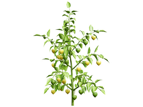 Physalis Vegetable Plant s Modelo 3D