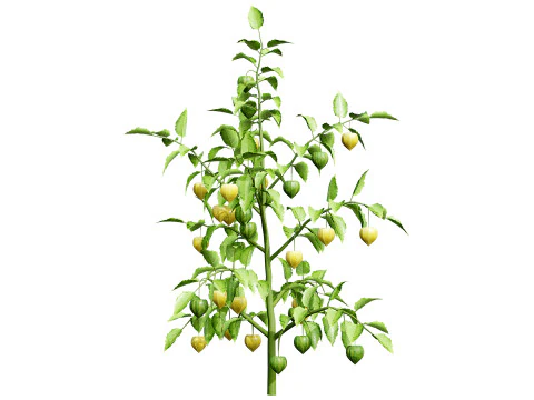 Pianta vegetale Physalis s Modello 3D
