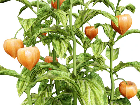 Physalis Vegetable Plant s 3D Model