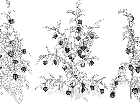 Physalis Vegetable Plant s 3D Model