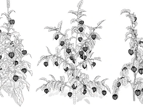 Physalis Vegetable Plant s 3D Model