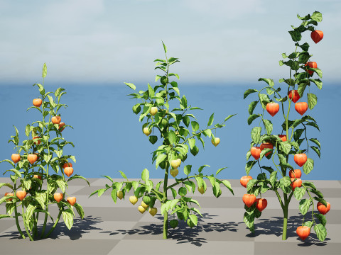 Physalis Vegetable Plant s 3D Model
