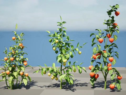 Physalis Vegetable Plant s 3D Model