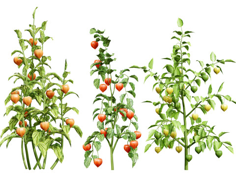 Physalis Vegetable Plant s 3D Model