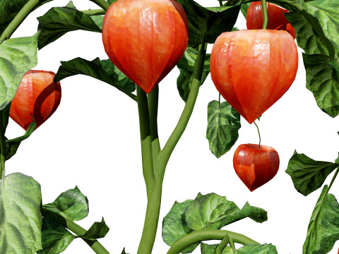 Physalis Vegetable Plant s 3D Model
