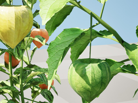 Physalis Vegetable Plant s 3D Model