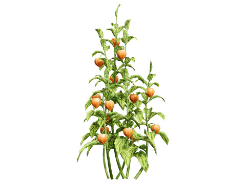 Physalis Vegetable Plant s 3D Model