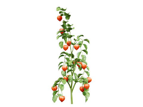 Physalis Vegetable Plant s 3D Model