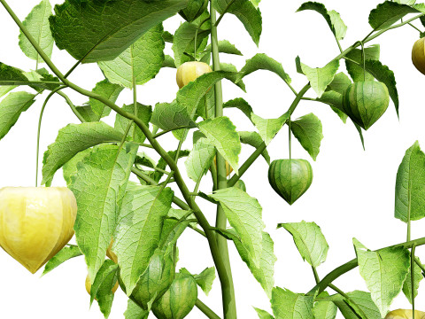 Physalis Vegetable Plant s 3D Model