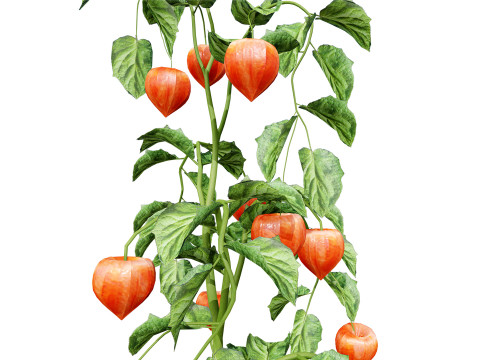 Physalis Vegetable Plant s 3D Model
