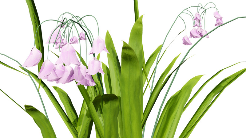 Photorealistic Lily of the Valley Pack Model 3D .c4d .max .obj .3ds .fbx .stl .blend 