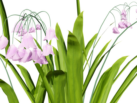 Photorealistic Lily of the Valley Pack Model 3D