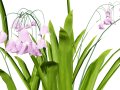 Photorealistic Lily of the Valley Pack 3D Model