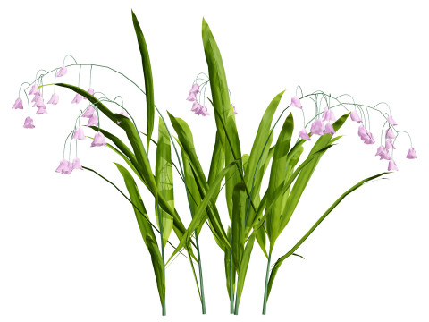 Photorealistic Lily of the Valley Pack Model 3D