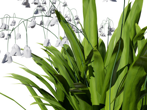 Photorealistic Lily of the Valley Pack Model 3D