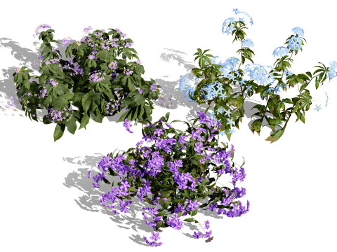 British Forget Me Not Myosotis Model 3D