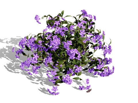 British Forget Me Not Myosotis 3D 模型