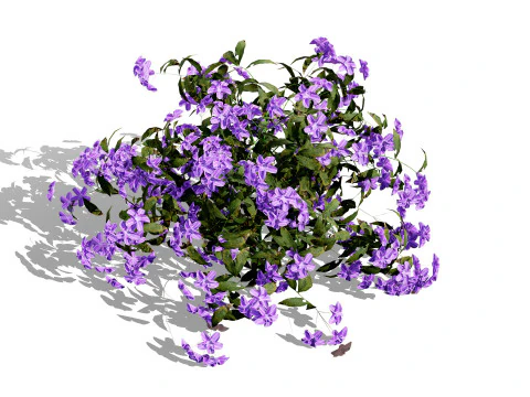 Brit&acirc;nico, esque&ccedil;a-me, n&atilde;o Myosotis Modelo 3D