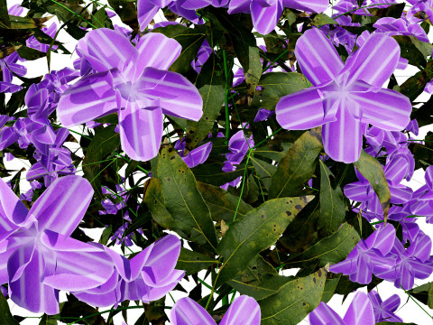 British Forget Me Not Myosotis 3D 模型