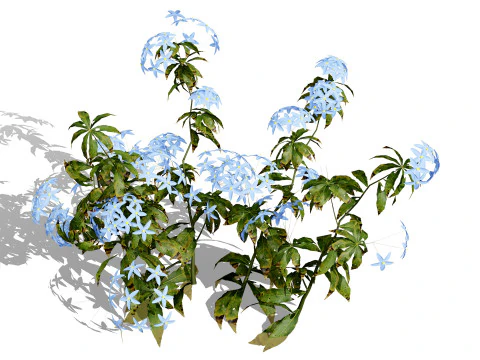 Brit&acirc;nico, esque&ccedil;a-me, n&atilde;o Myosotis Modelo 3D