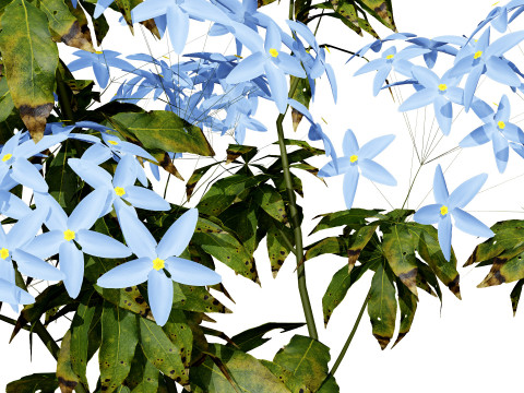 British Forget Me Not Myosotis 3D 模型