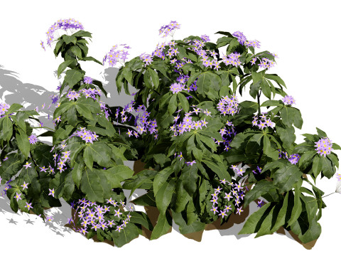 British Forget Me Not Myosotis 3D 模型