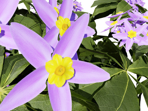 British Forget Me Not Myosotis 3D 模型