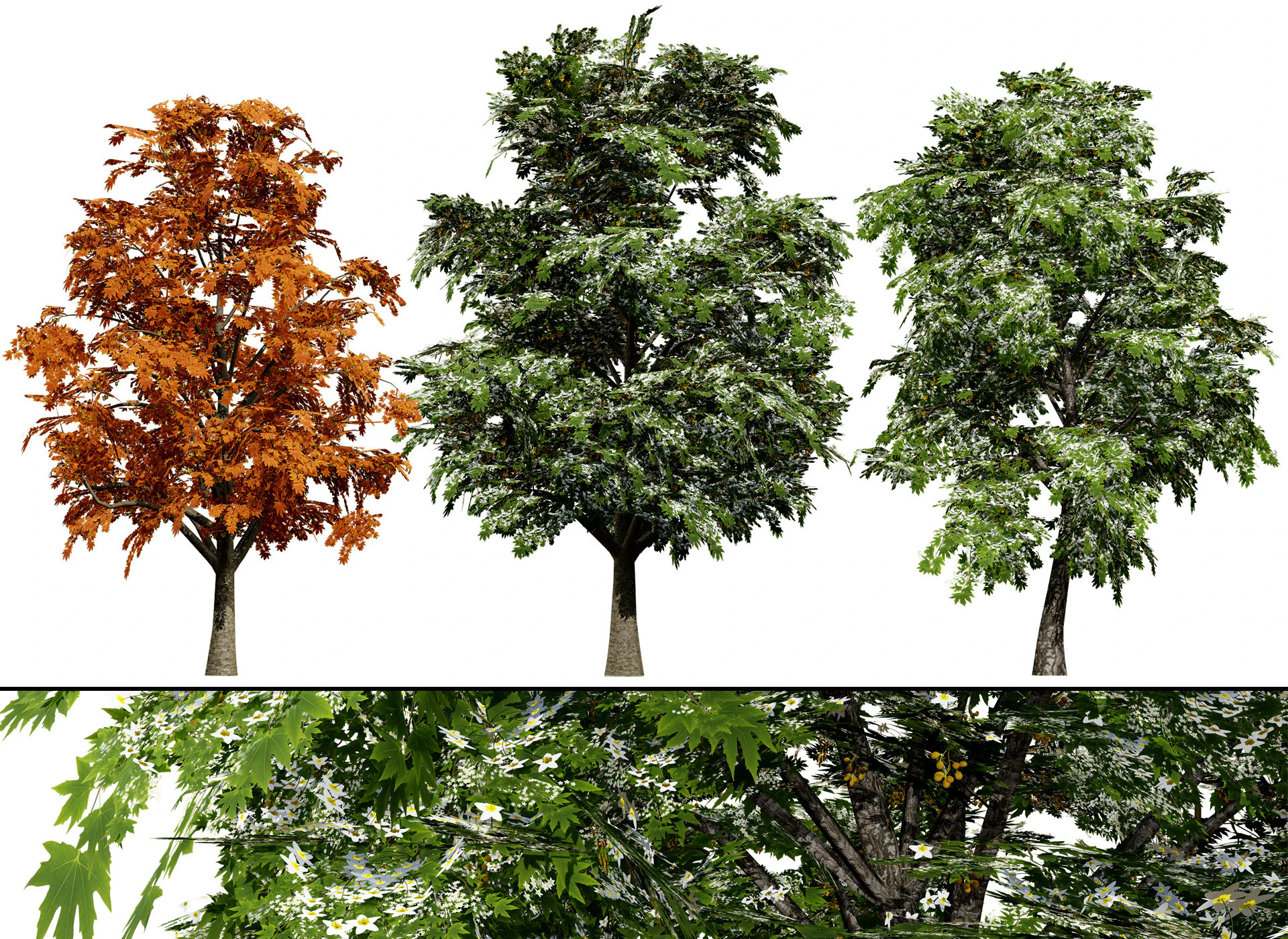 Britischer Bergahornbaum 3D Modell .c4d .max .obj .3ds .fbx .stl .blend 