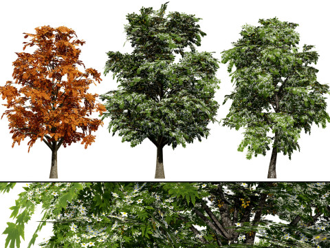 British Sycamore Tree 3D Модель