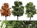 British Sycamore Tree 3D Model
