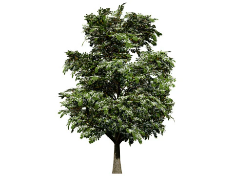 Britischer Bergahornbaum 3D Modell
