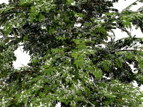 Britischer Bergahornbaum 3D Modell