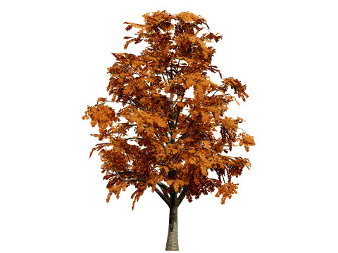 British Sycamore Tree Model 3D